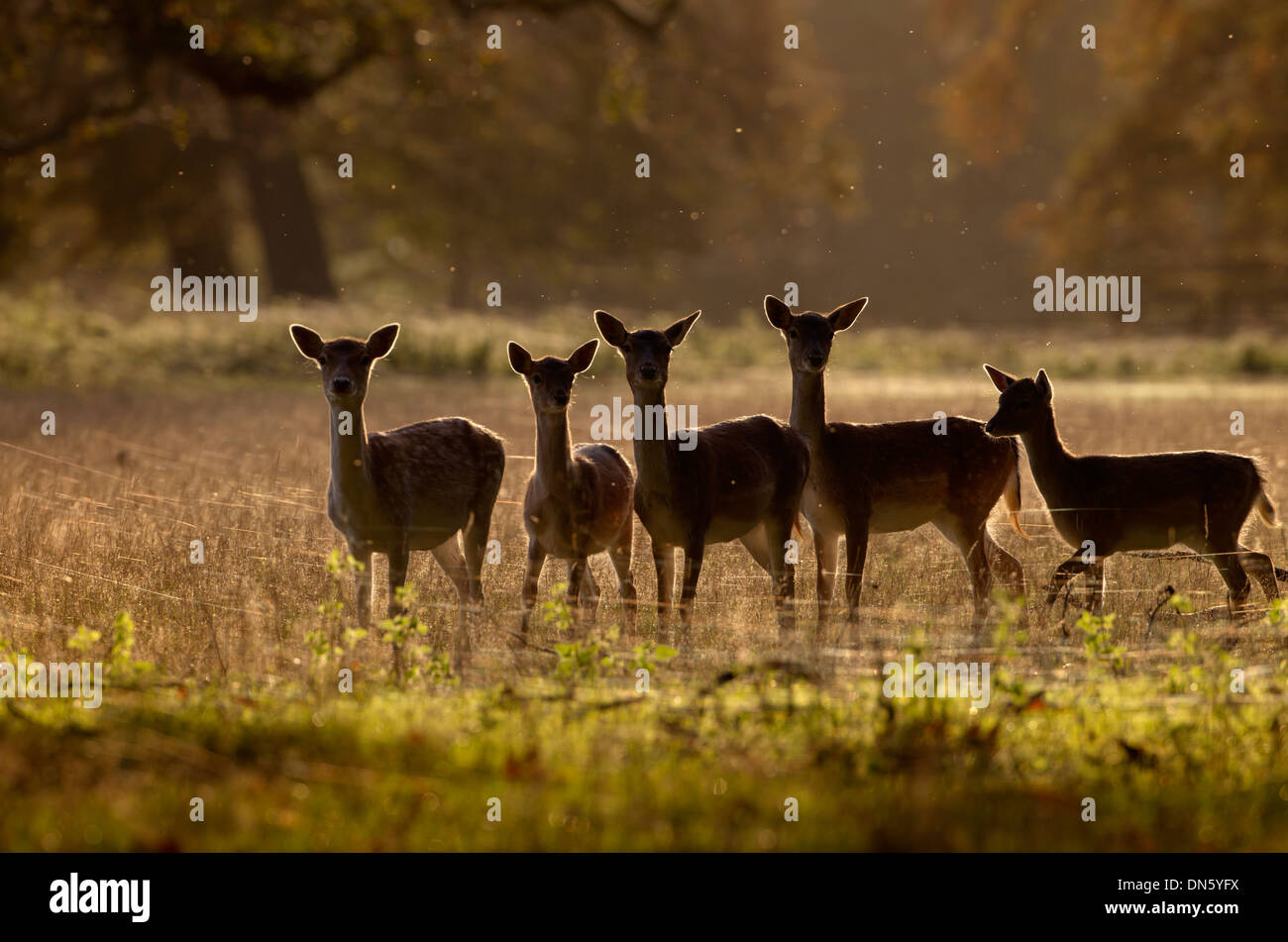 Daims Cervus dama ne au lever du soleil pendant le rut en automne Banque D'Images