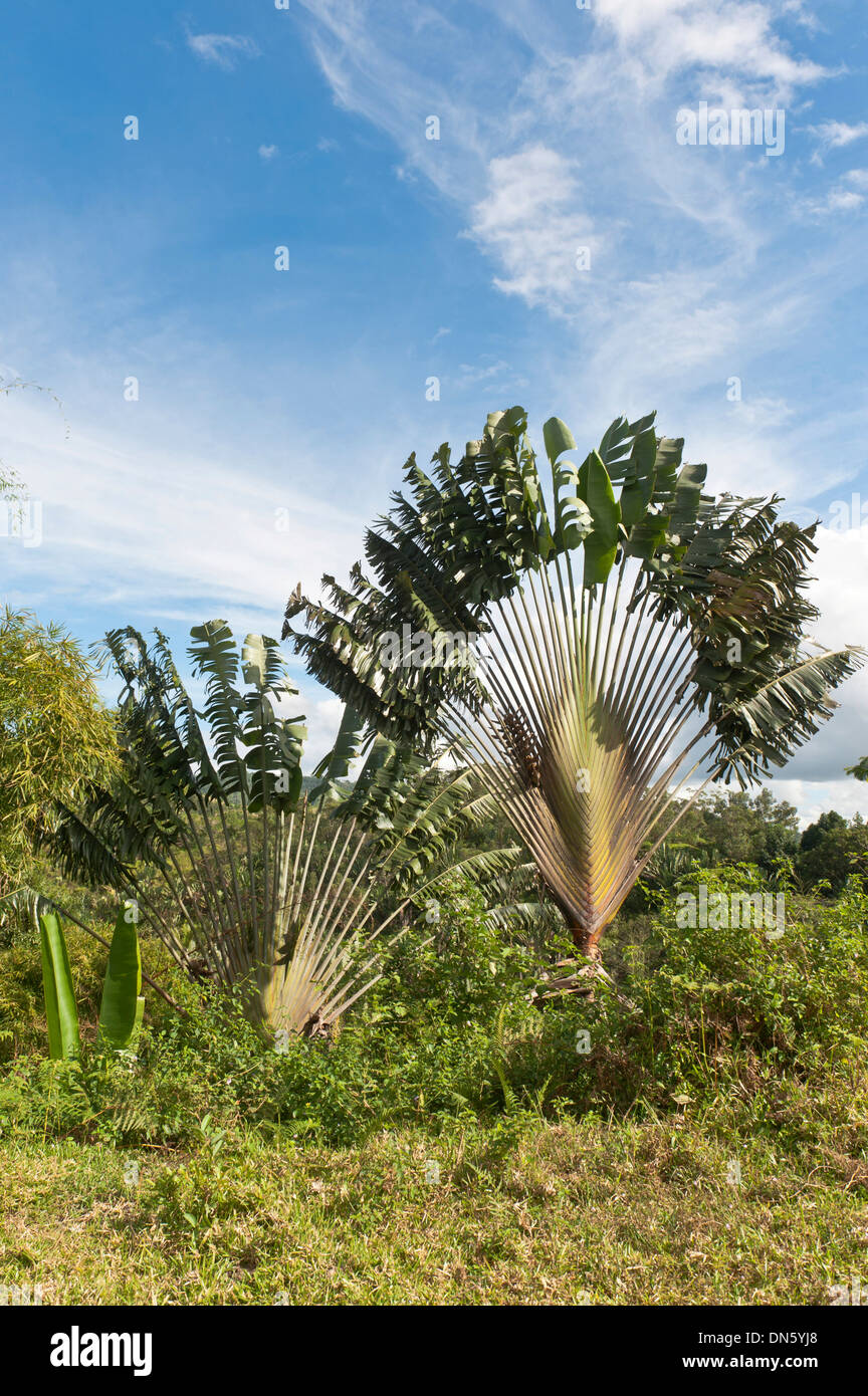 Arbre du voyageur ou chèques de Palm (Ravenala madagascariensis) dans son habitat naturel près de Manakara, Madagascar Banque D'Images