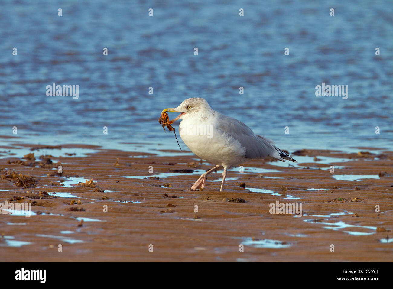 Goéland argenté Larus argentatus crabe manger à côté du ruisseau côtier Banque D'Images