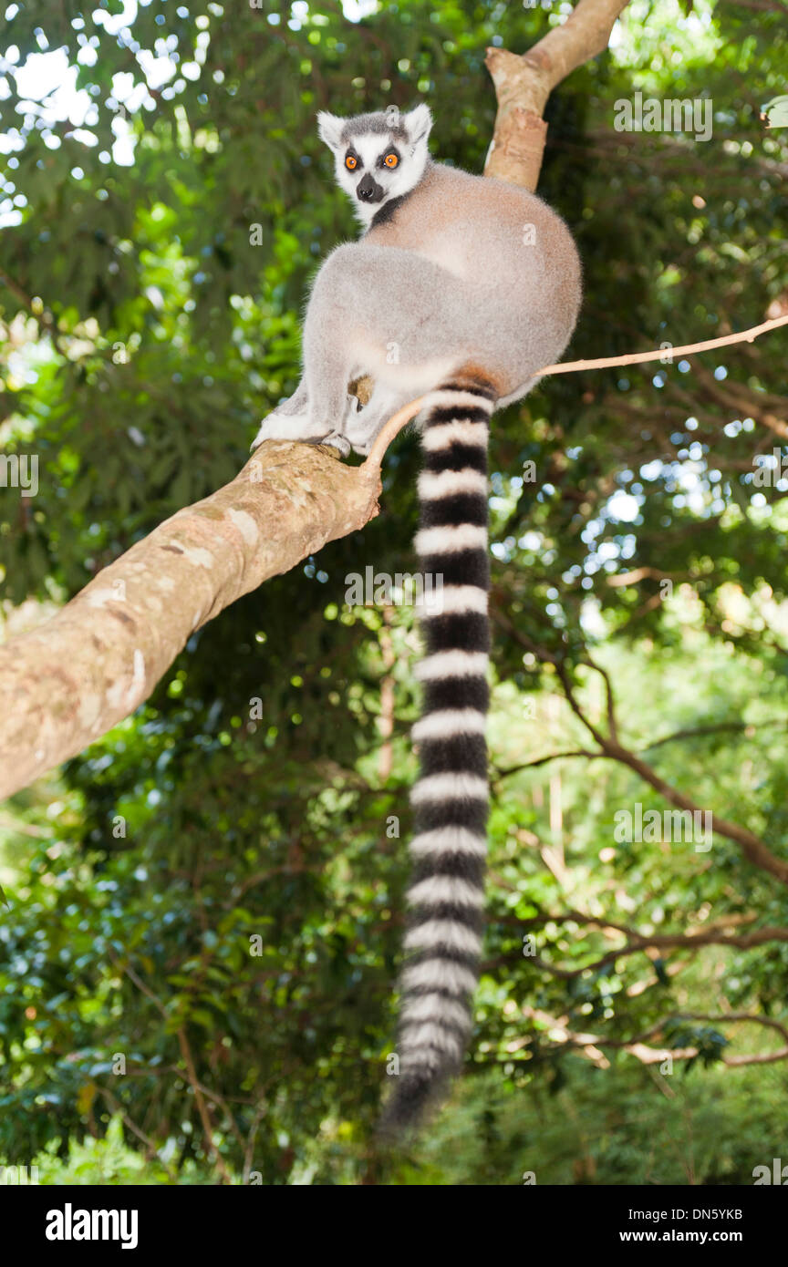 Untitled Document (Lemur catta) dans un arbre, avec une queue rayée noir et blanc, Nakampoana Réserve Naturelle, Madagascar Banque D'Images