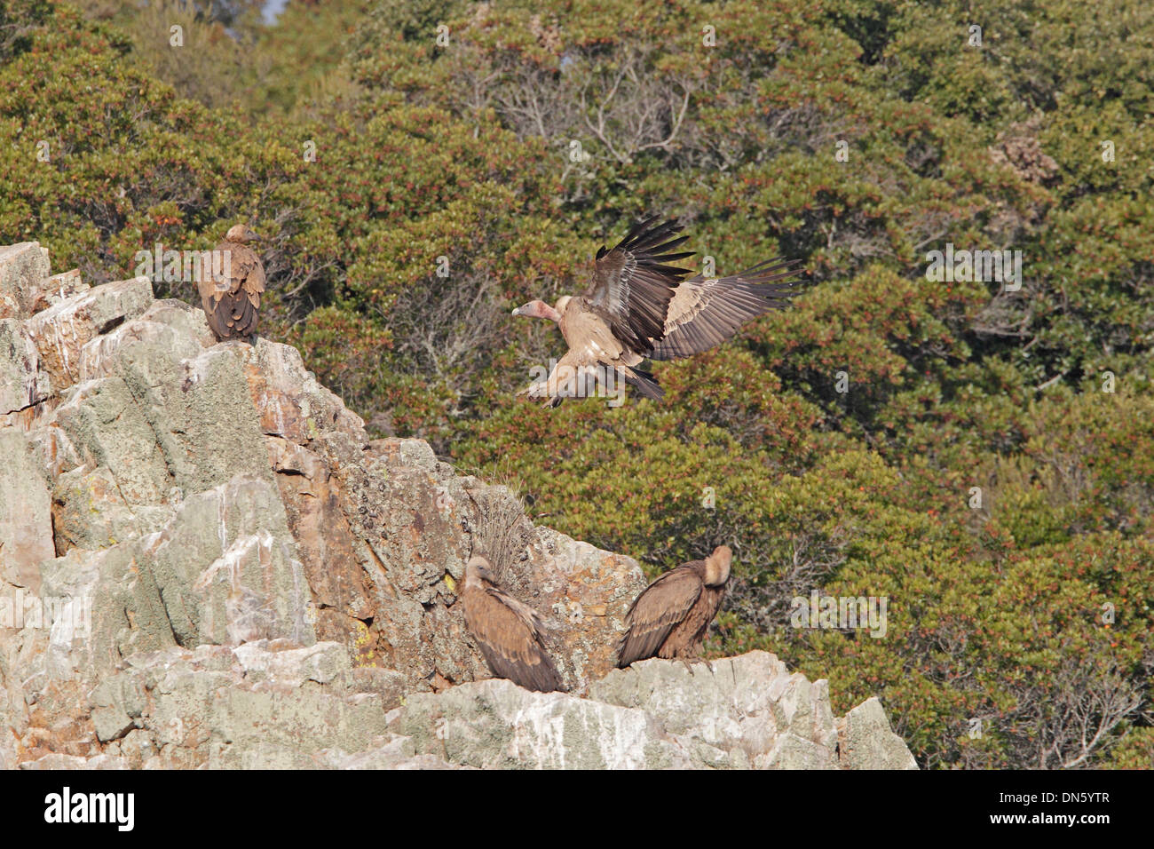 Vautour fauve entrée en terre Banque D'Images