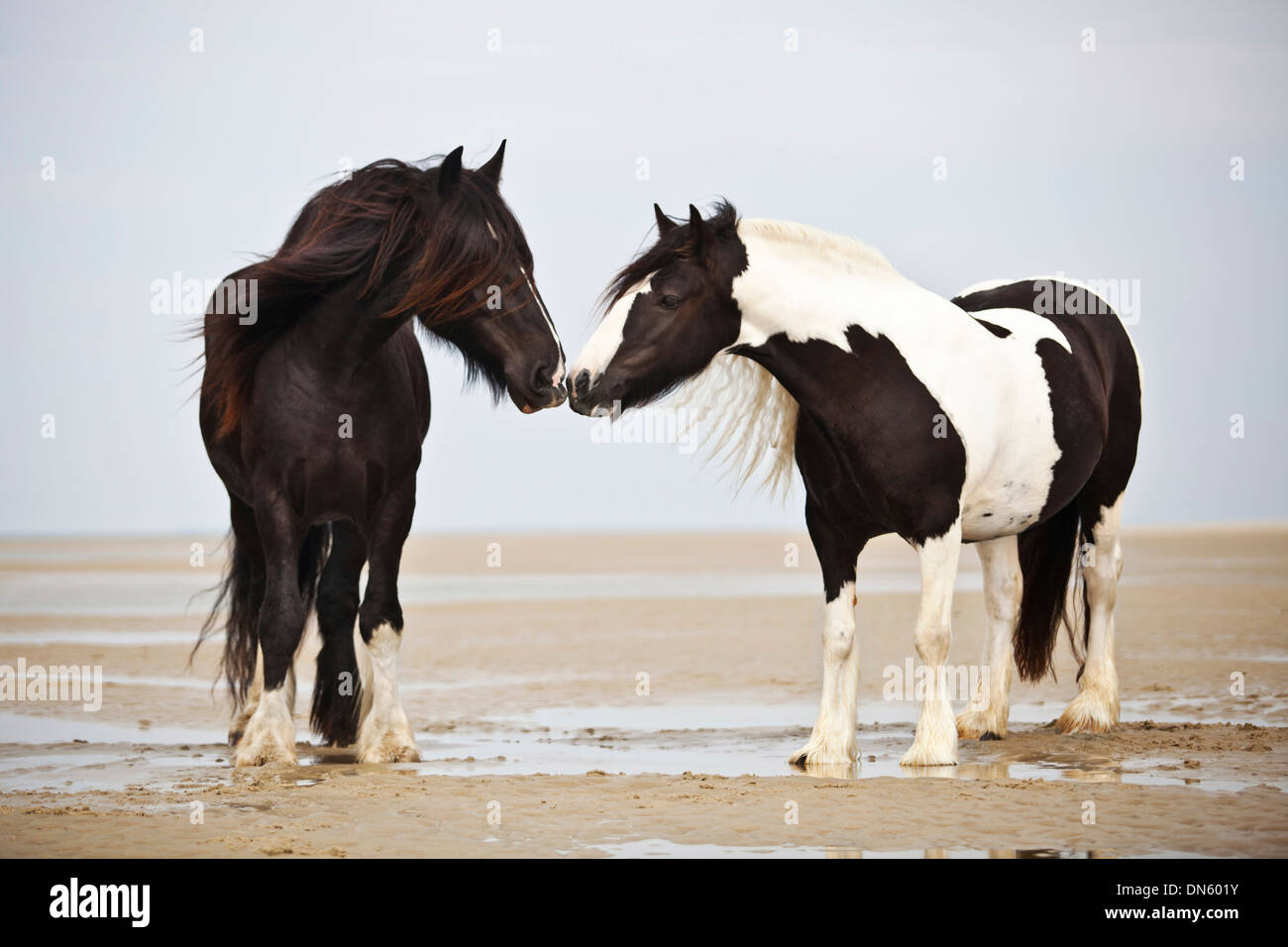 Hongre Tinker, noir, et un Shire Horse mare, à carreaux noirs et blancs, reniflant de l'autre, à la plage, Borkum Banque D'Images Hongre Tinker, noir, et un Shire Horse mare, à carreaux noirs et blancs, reniflant de l'autre, à la plage, Borkum Banque D'Images