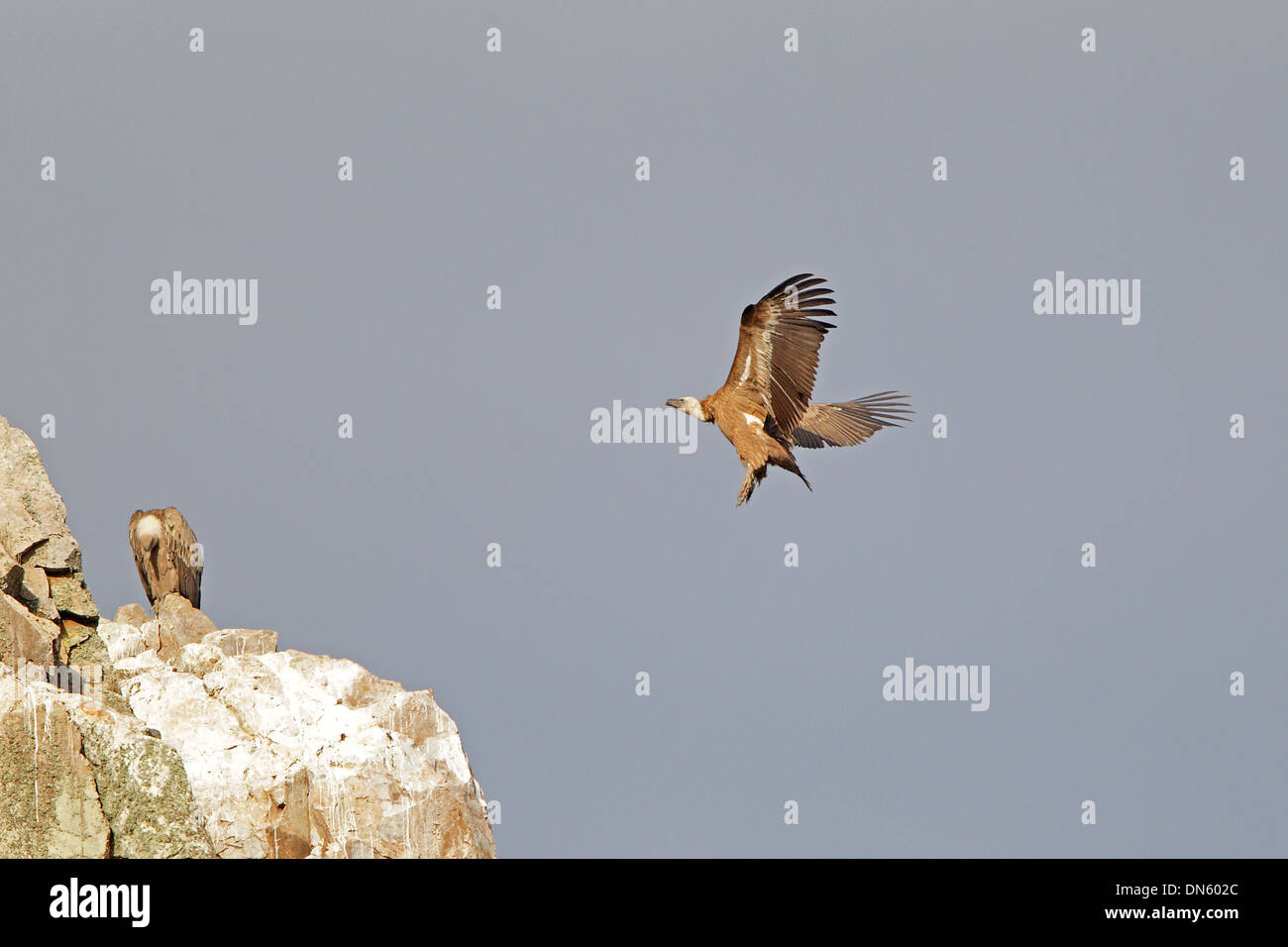 Vautour fauve entrée en terre Banque D'Images