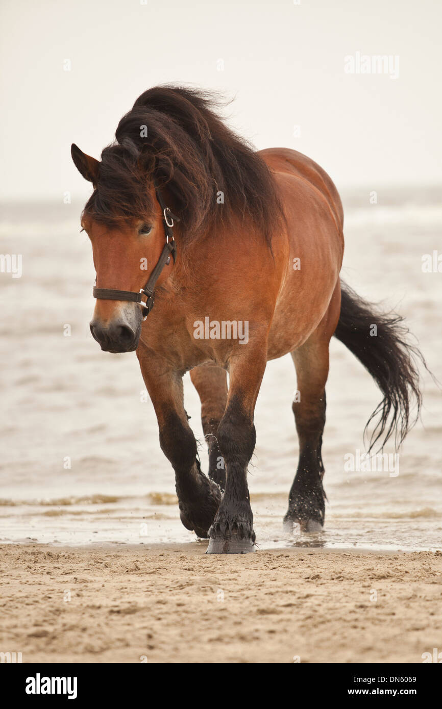 Cheval de Trait Belge, hongre en liberté sur la plage de Borkum, Basse-Saxe, Allemagne Banque D'Images