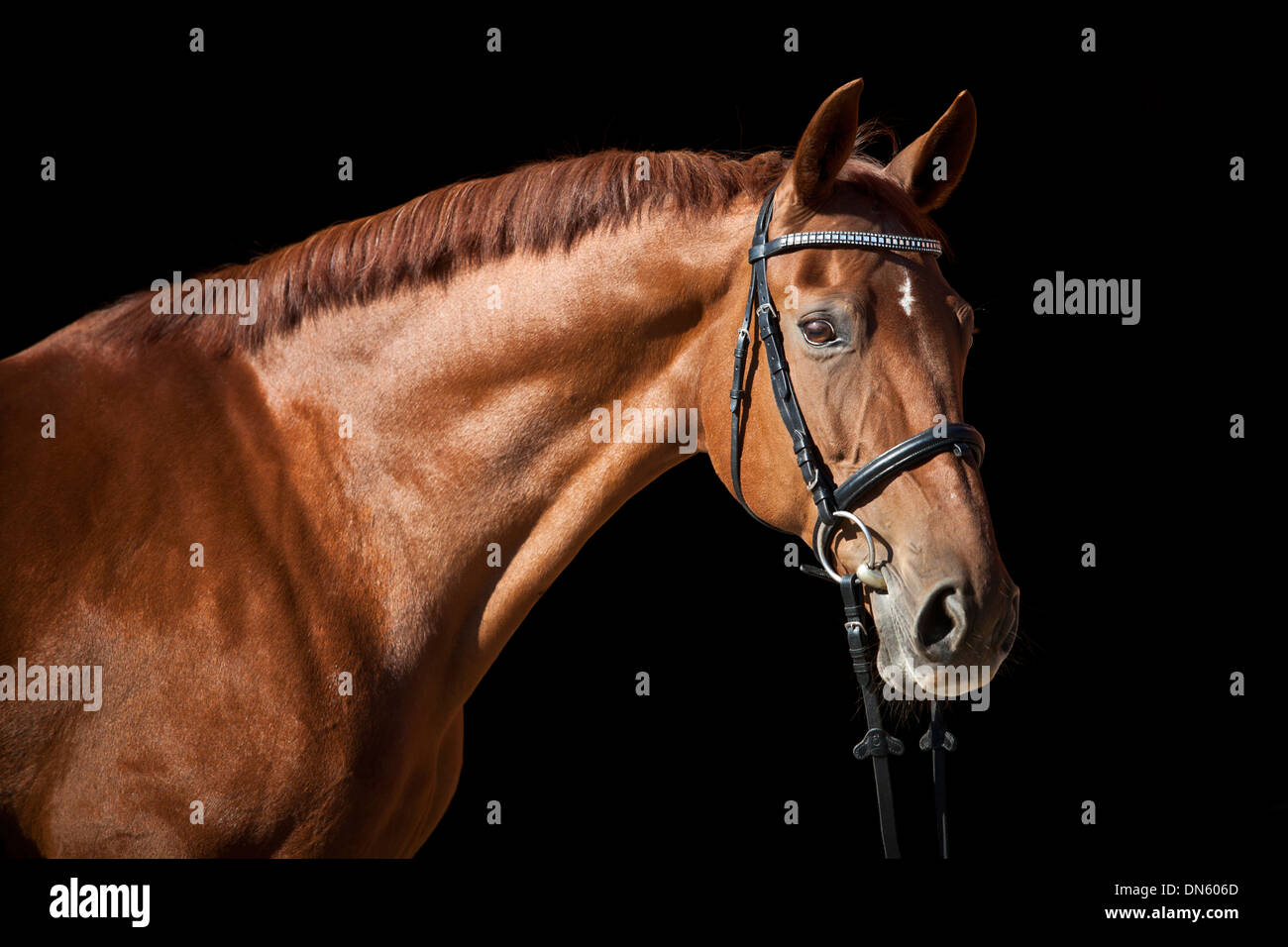 Jument westphalienne, oseille avec un marquage du visage, portant un portrait anglais bridle Banque D'Images Jument westphalienne, oseille avec un marquage du visage, portant un portrait anglais bridle Banque D'Images