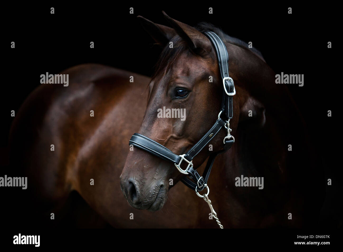 Brown trotter mare portant un cuir Banque D'Images