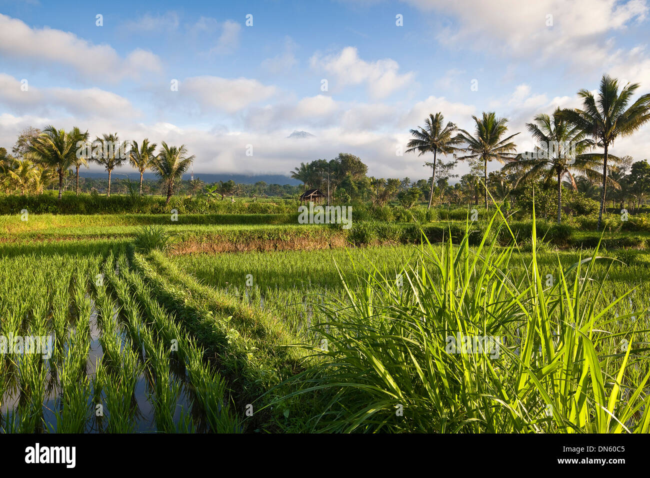 Rizière avec palmiers, Terara, Lombok, Province de Nusa Tenggara Barat ...