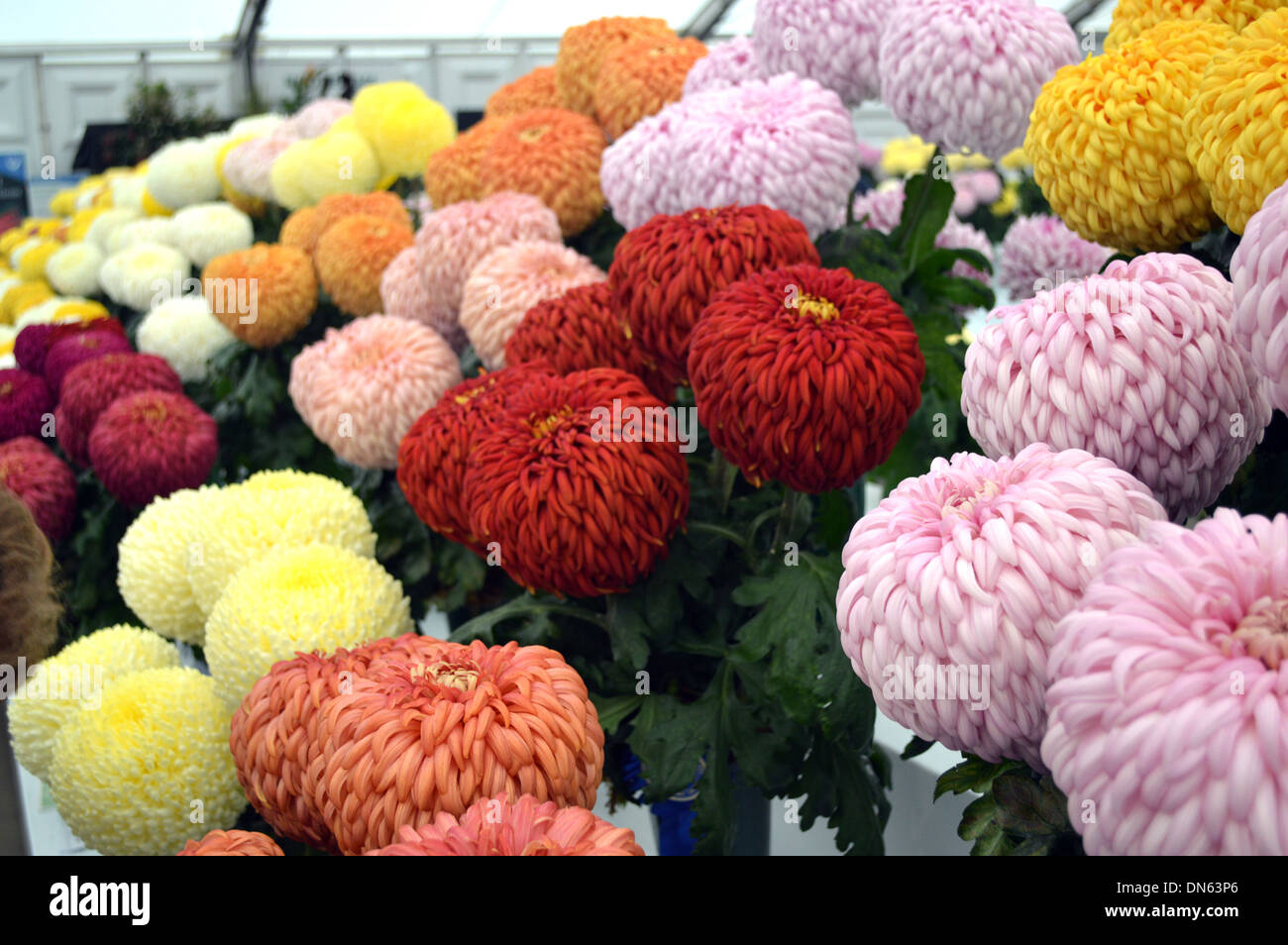 Affiche de grands Chrysanthèmes Pompom multicolores à la Fleur d'automne Harrogate Yorkshire Show Banque D'Images