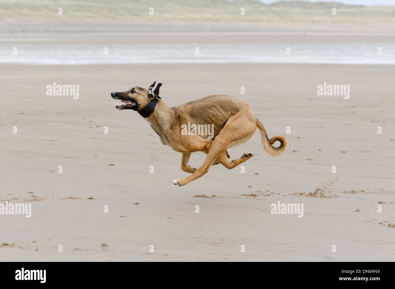 Tyler, un lurcher capturé à la poursuite d'un ballon à pleine vitesse sur la plage de Drigg, Cumbria, England, UK Banque D'Images