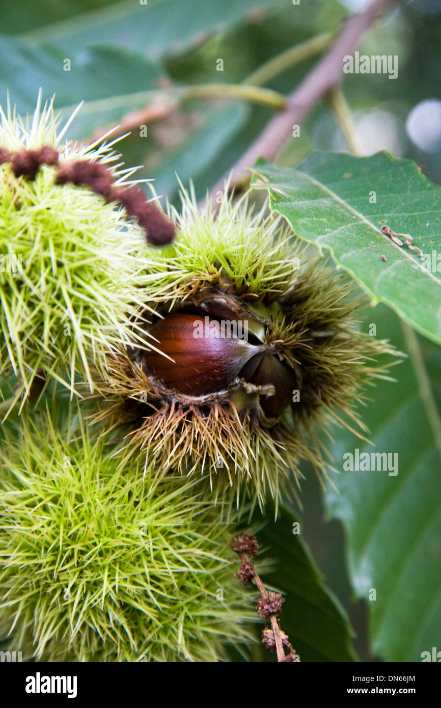 Fruit de sweet chestnut tree Banque D'Images