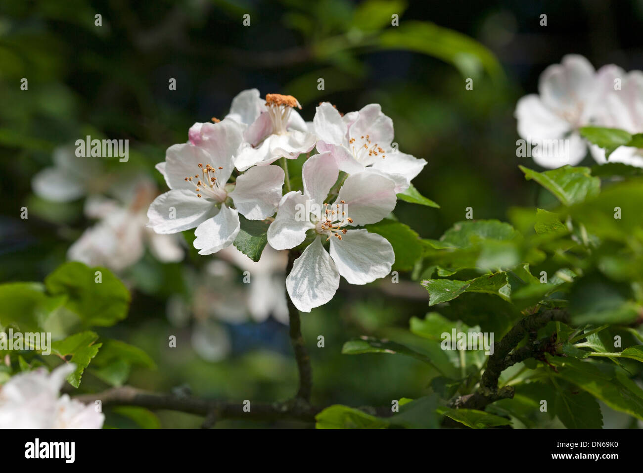 Pommier Malus sylvestris Blossom UK Banque D'Images