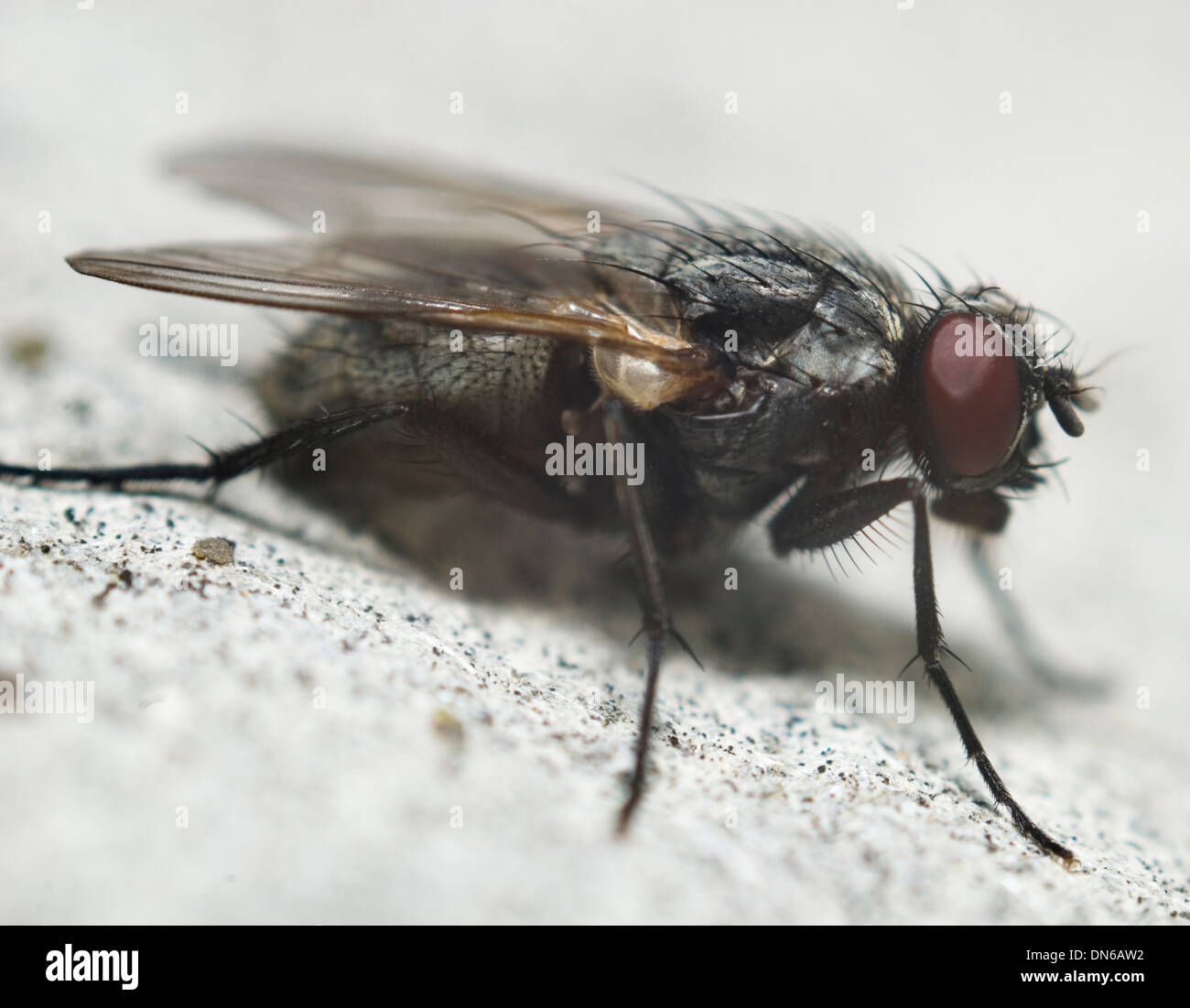 Fly sur fond blanc de close-up Banque D'Images