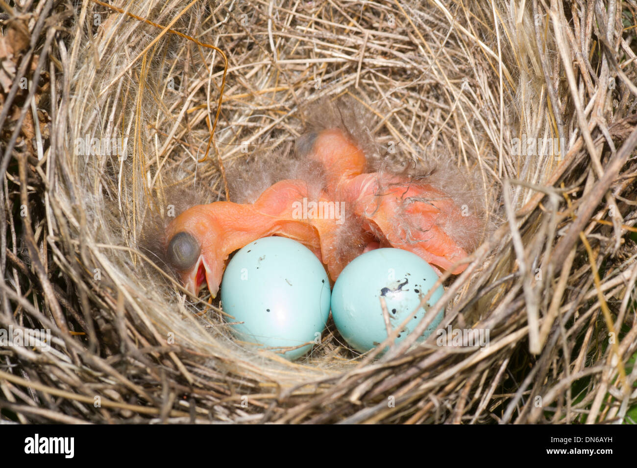 Nouveau-né bébé affamé dans oiseaux nichent sur framboisier Banque D'Images