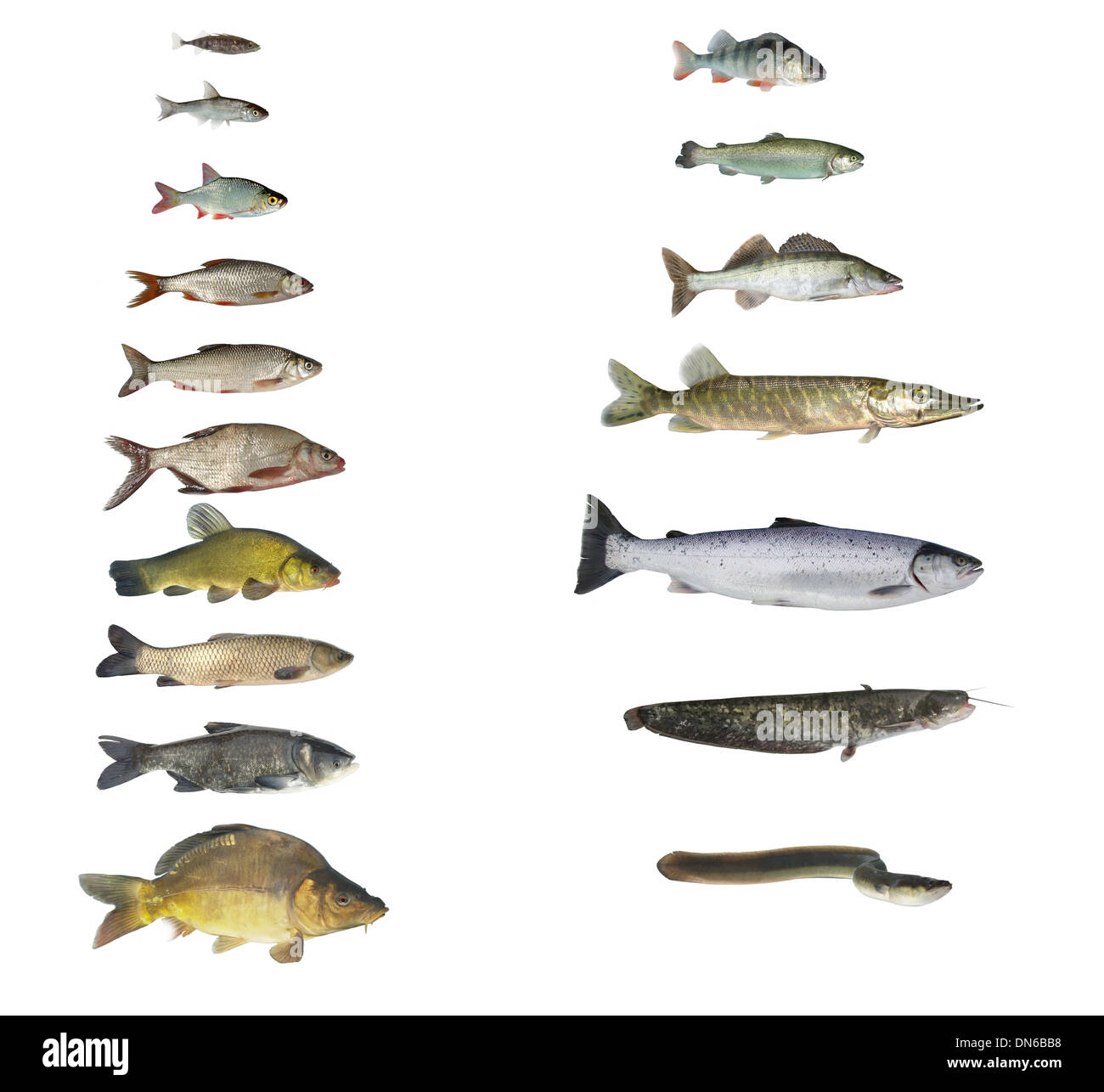Les poissons de rivières et de lacs sur fond blanc Banque D'Images