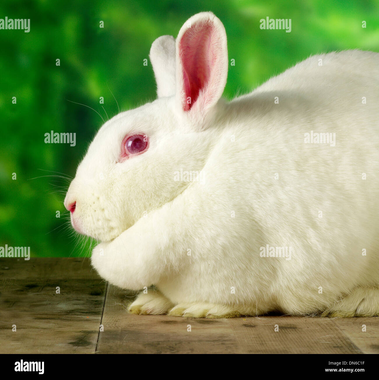 Lapin blanc Banque D'Images