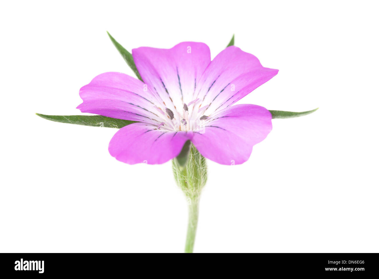 Corncockle Flower isolated on white background. Banque D'Images