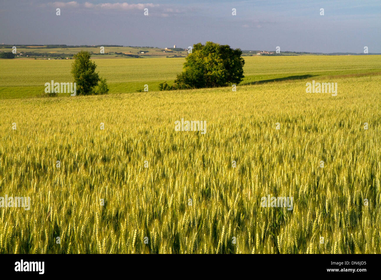 Champ de blé à l'ouest d'Angoulême, dans le sud-ouest de la France. Banque D'Images