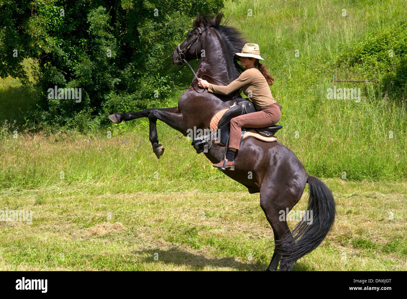 Femme française équitation son cheval dans une ferme près d'Angoulême, dans le sud-ouest de la France. Banque D'Images