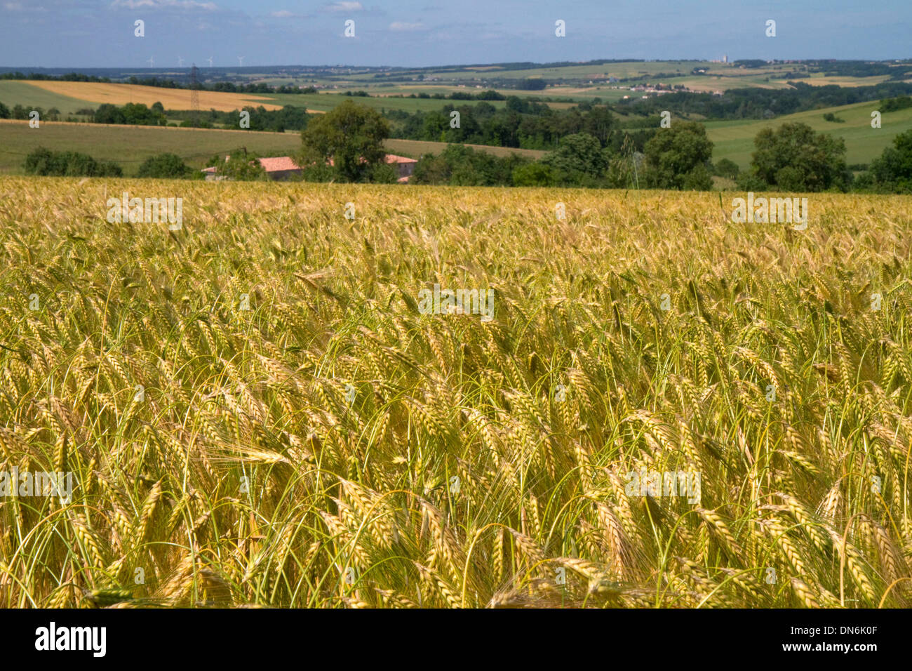 Champ de céréales à l'ouest d'Angoulême, dans le sud-ouest de la France. Banque D'Images