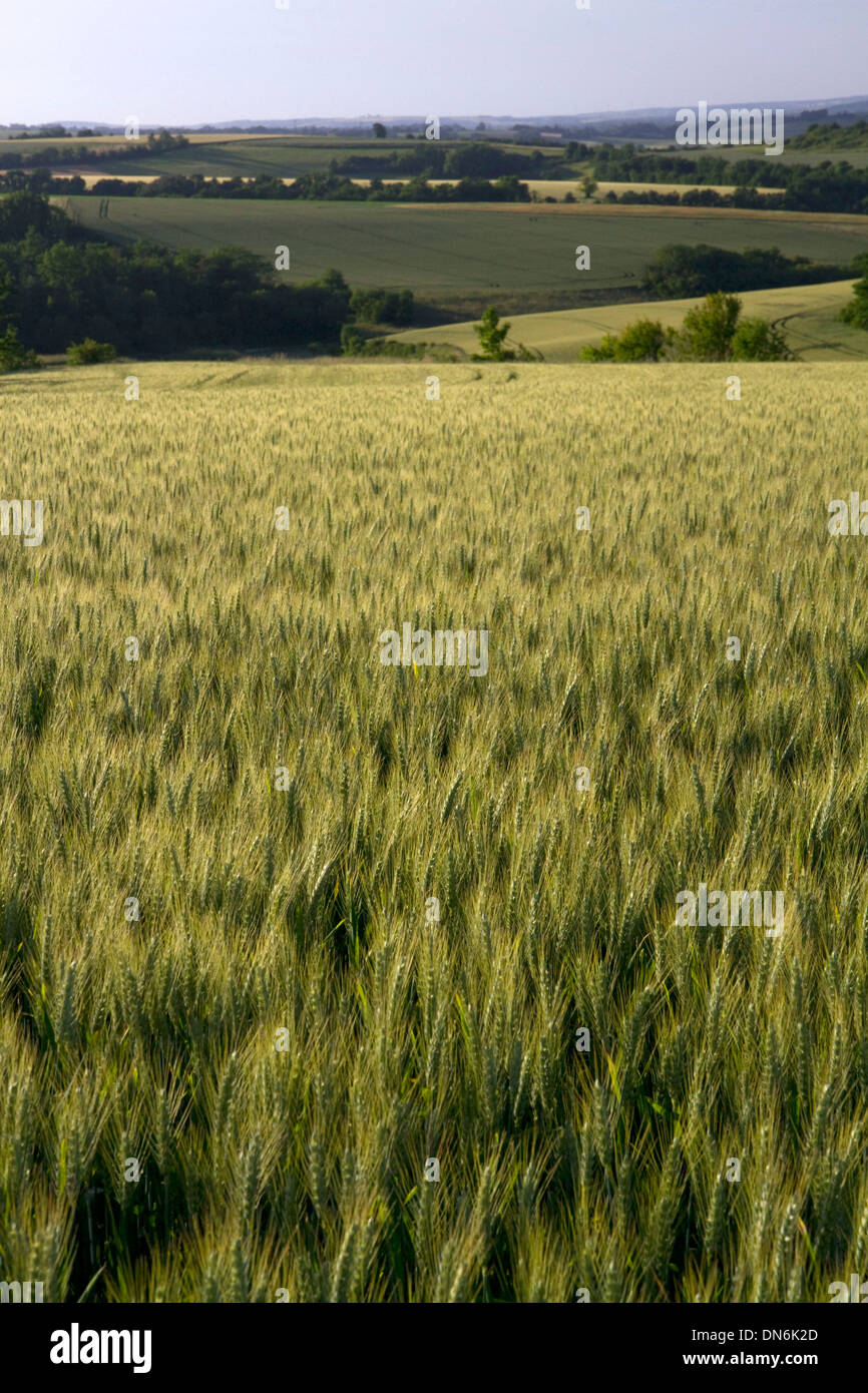 Champ de blé à l'ouest d'Angoulême, dans le sud-ouest de la France. Banque D'Images