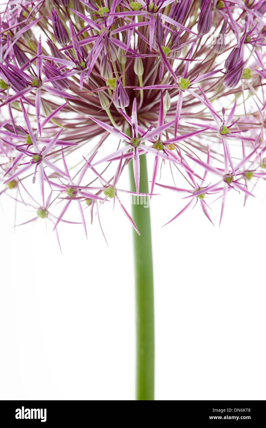 L'allium christophii flower isolated against white background. Banque D'Images