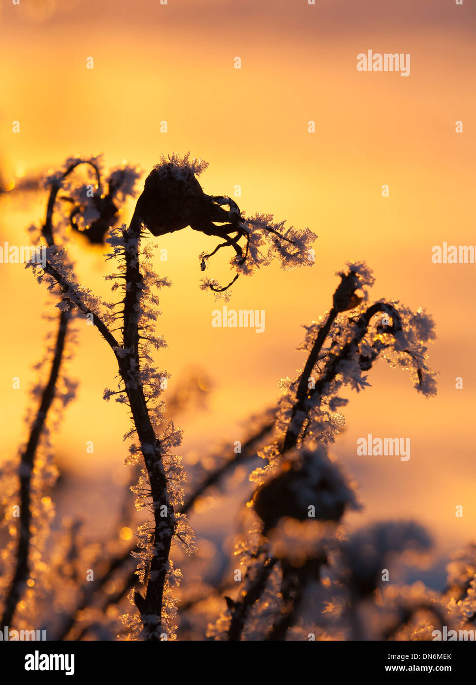 Les plantes en hiver glacial coucher du soleil Banque D'Images