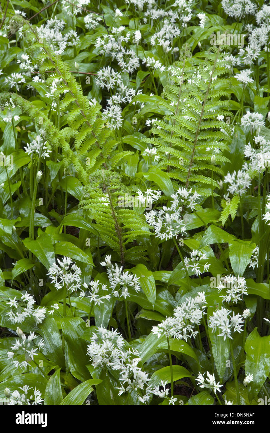 L'ail des ours ou Allium ursinum, Ramsoms, et de fougères dans une clairière des bois. Banque D'Images