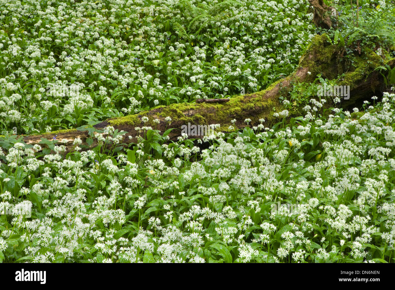 L'ail des ours ou Allium ursinum, Ramsoms, entourant un tronc d'arbre tombé dans une clairière des bois, Ilston. Banque D'Images