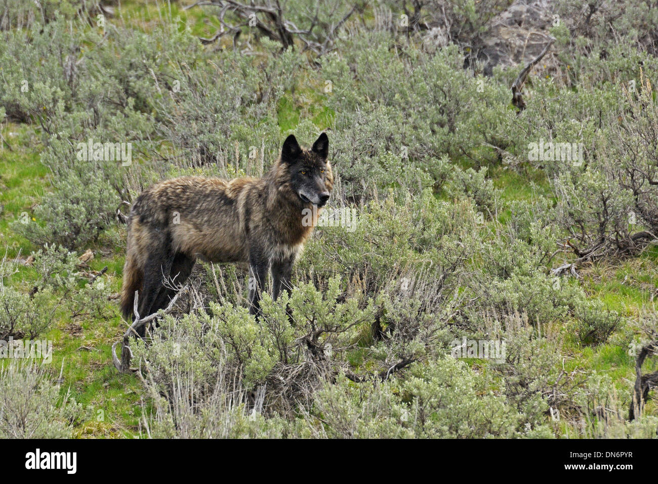 Le loup (Canis lupus) noir le Parc National de Yellowstone, Wyoming, USA. Banque D'Images