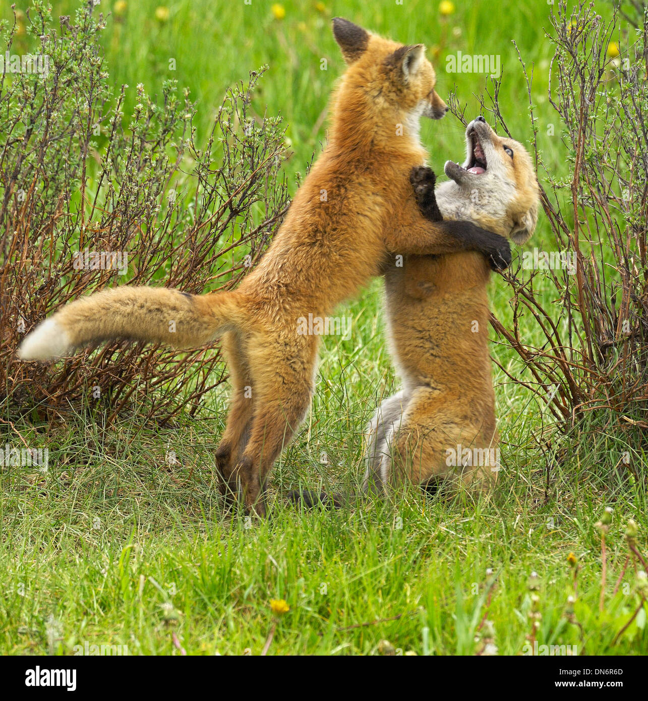 Red Fox (Vulpes fulva) Parc National de Grand Teton, Wyoming, États-Unis. Les bébés à jouer. Banque D'Images