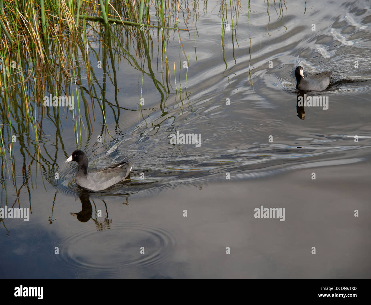 Trailblazer Banque D'Images