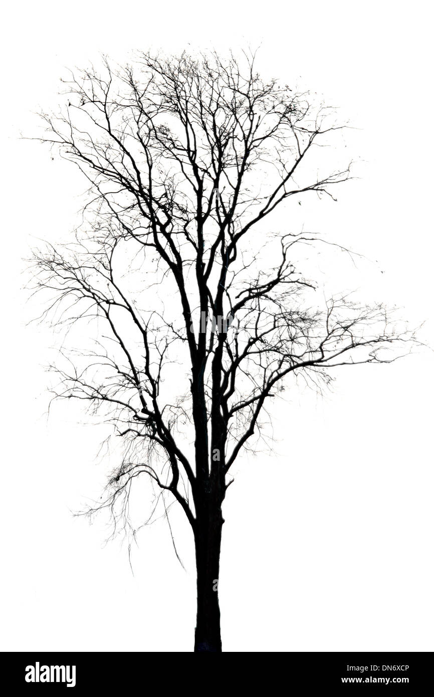 Silhouette d'arbre mort sur fond blanc. Banque D'Images