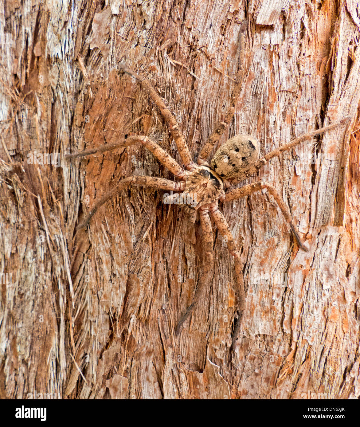 Grand brown hunstman camouflé sur l'araignée australienne tronc d'arbre stringybark Banque D'Images