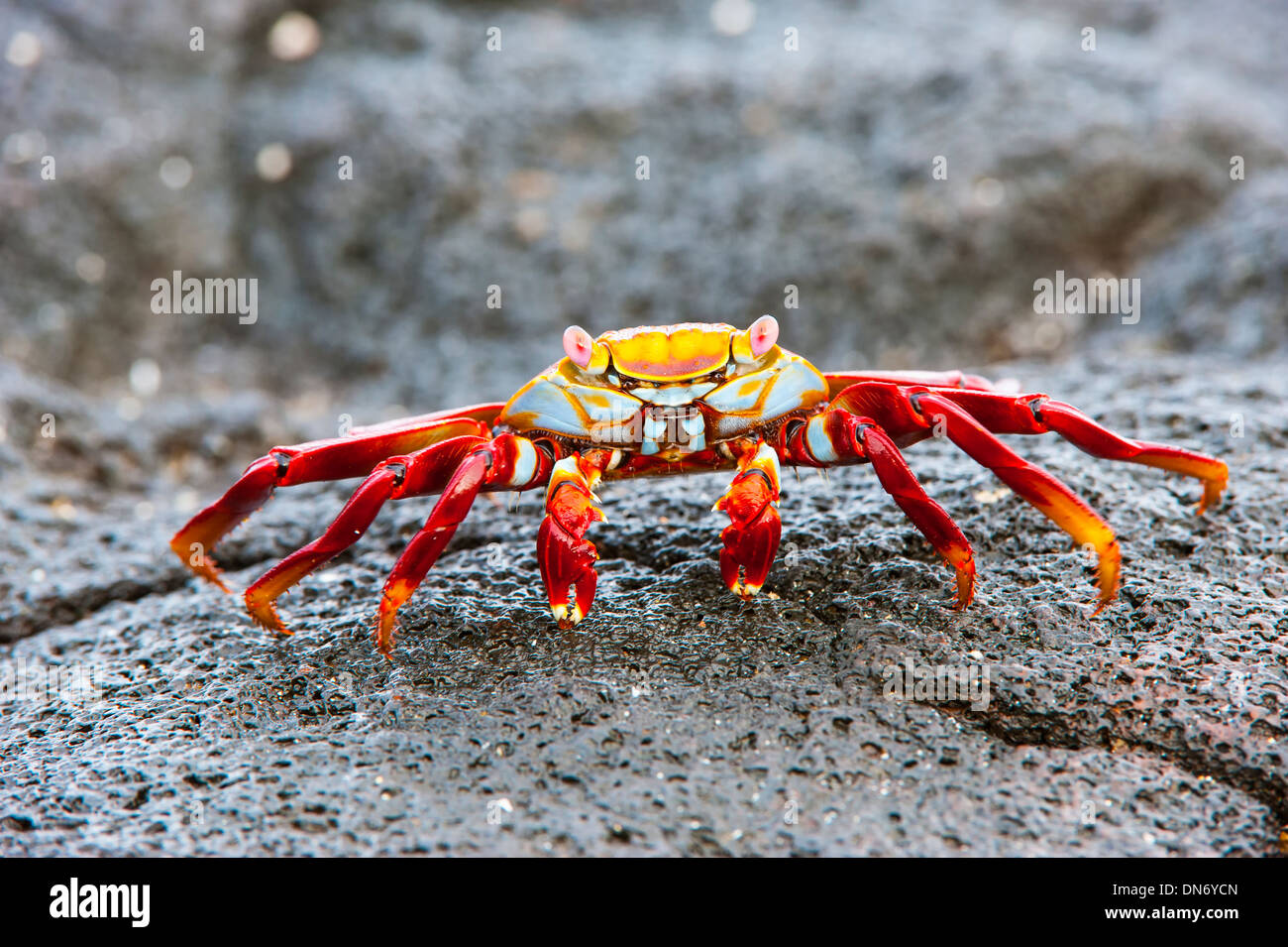 Sally Lightfoot crab (Grapsus grapsus) Banque D'Images