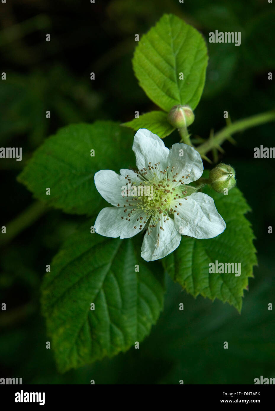 Vue rapprochée de la fleur blackberry, Worcestershire, Angleterre. Banque D'Images