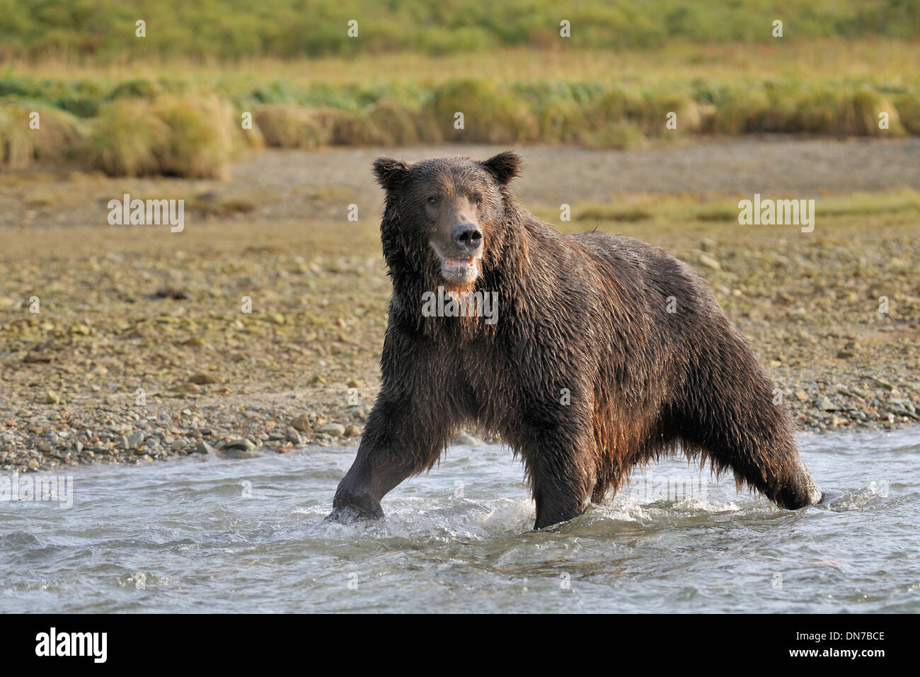 Ours grizzli (Ursus arctos) pêche en rivière, Katmai national park, Alaska, USA. Banque D'Images