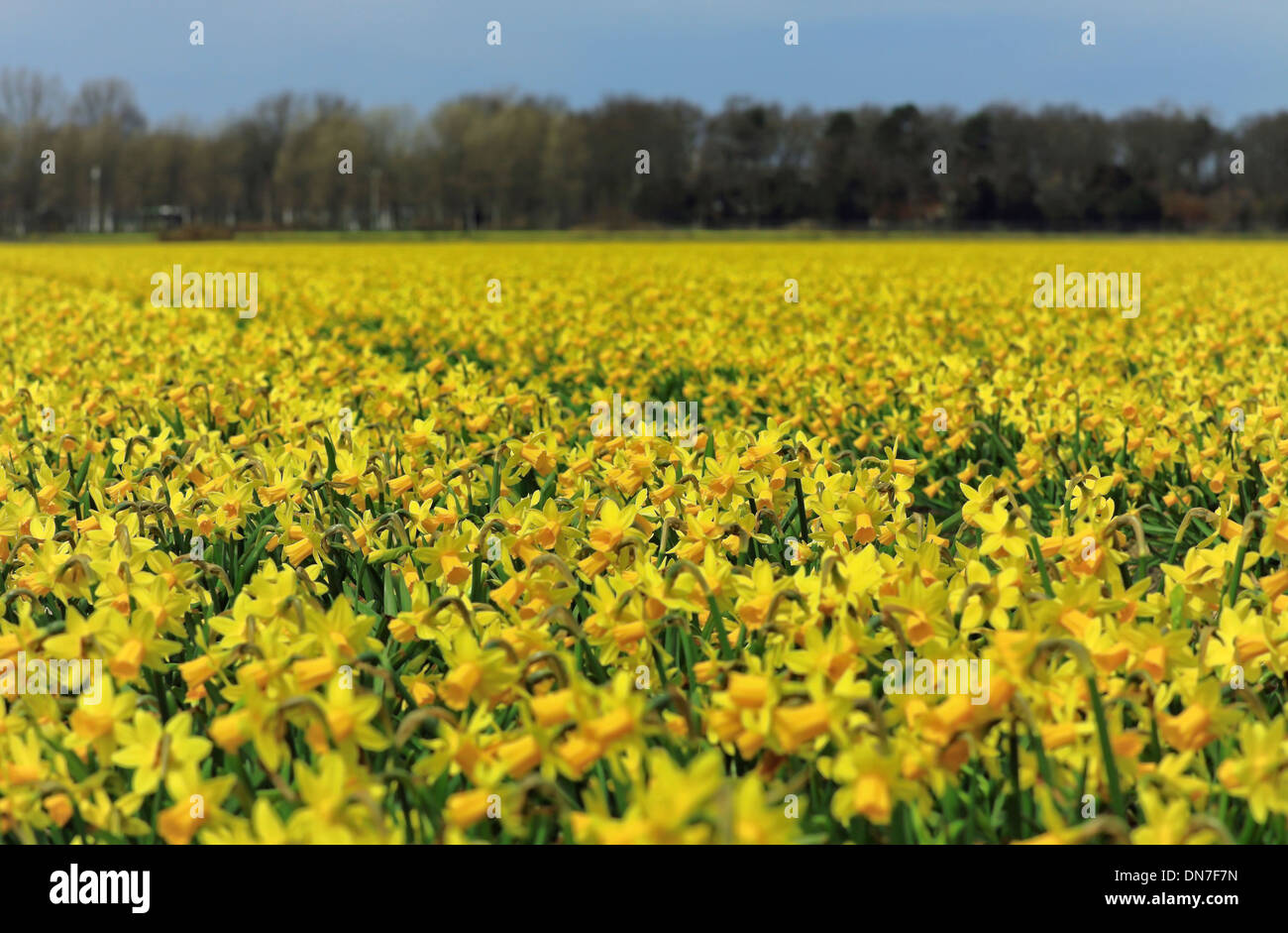Une mer de jaune : la floraison des jonquilles au printemps, Noordwijk, Pays-Bas du sud, aux Pays-Bas. Banque D'Images