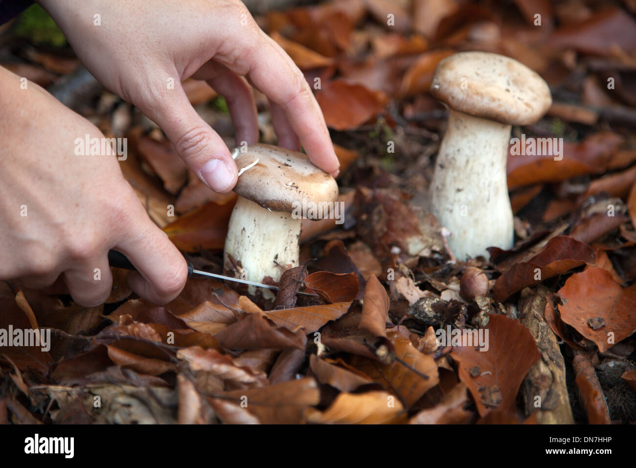 Une coupe à la main avec un couteau de champignons dans les bois Banque D'Images