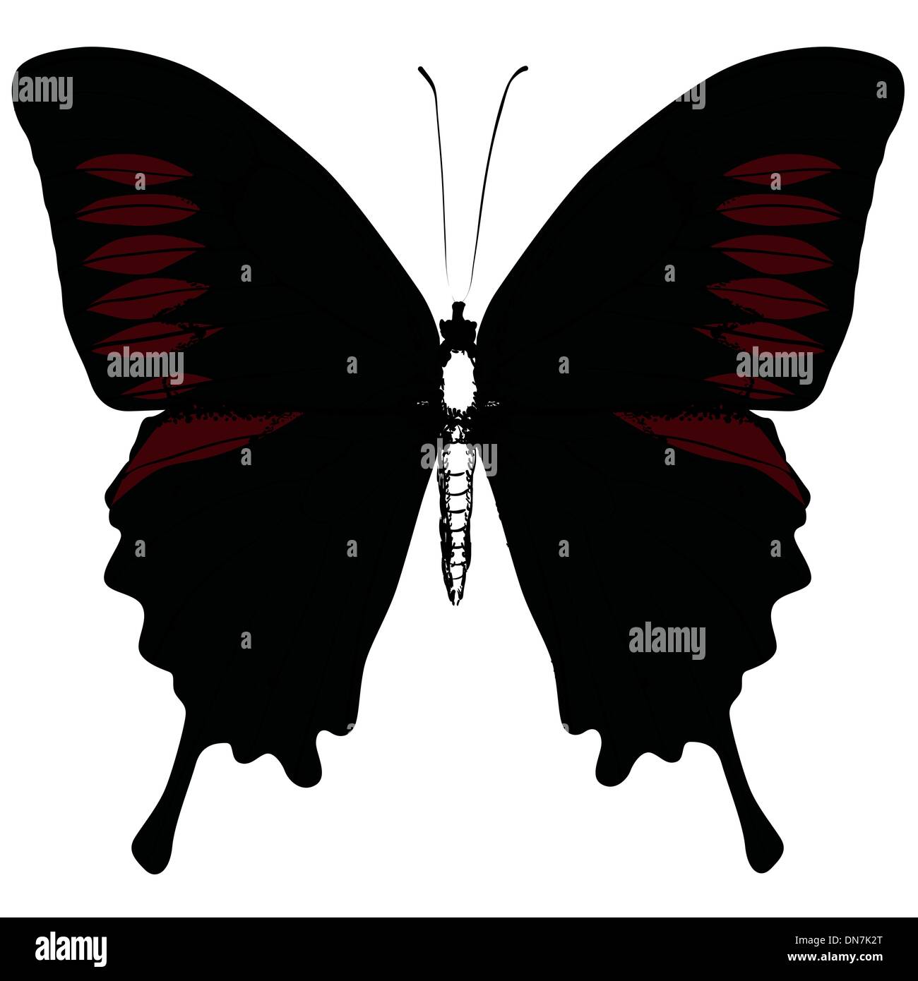 Vecteur Papillon isolés Illustration de Vecteur