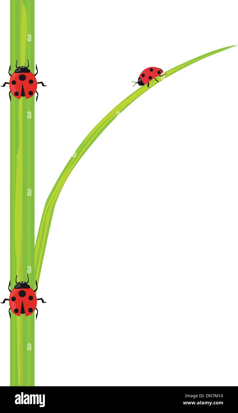 Coccinelle sur l'herbe verte. Illustration de Vecteur