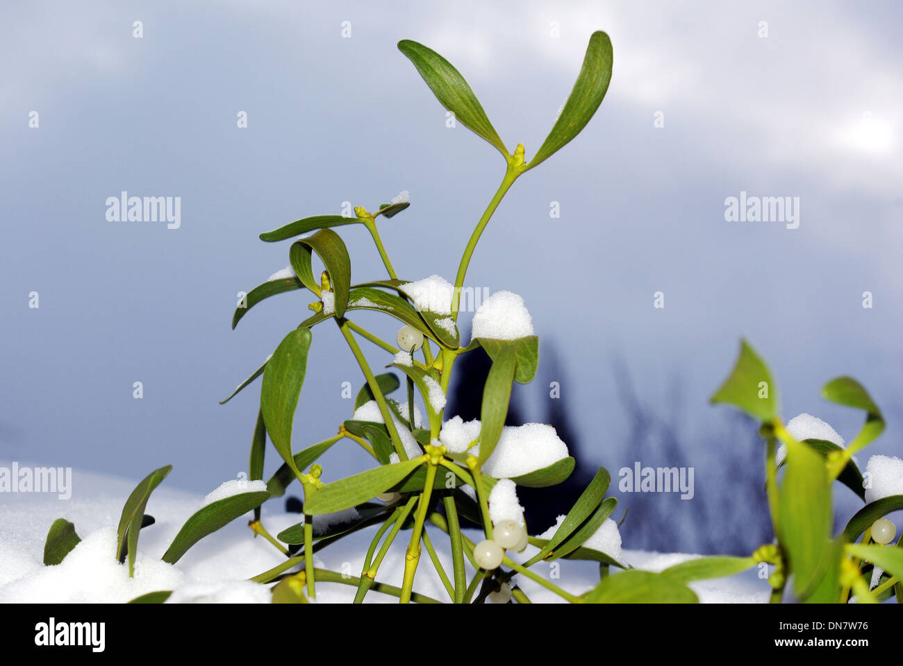 Photo de gui sur fond blanc Banque D'Images