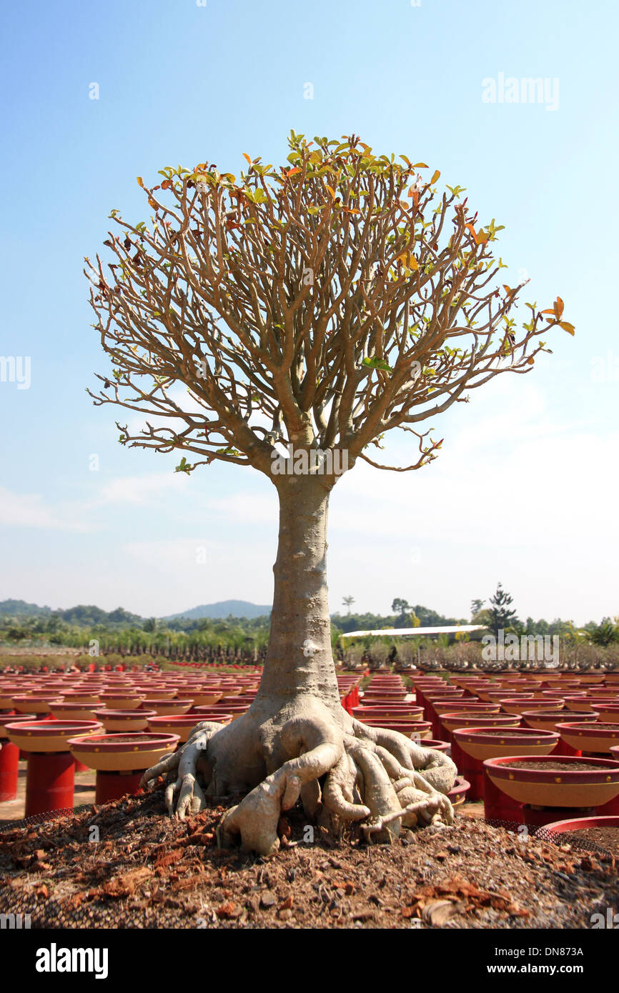 Bonsai tree in garden sur ciel bleu. Banque D'Images