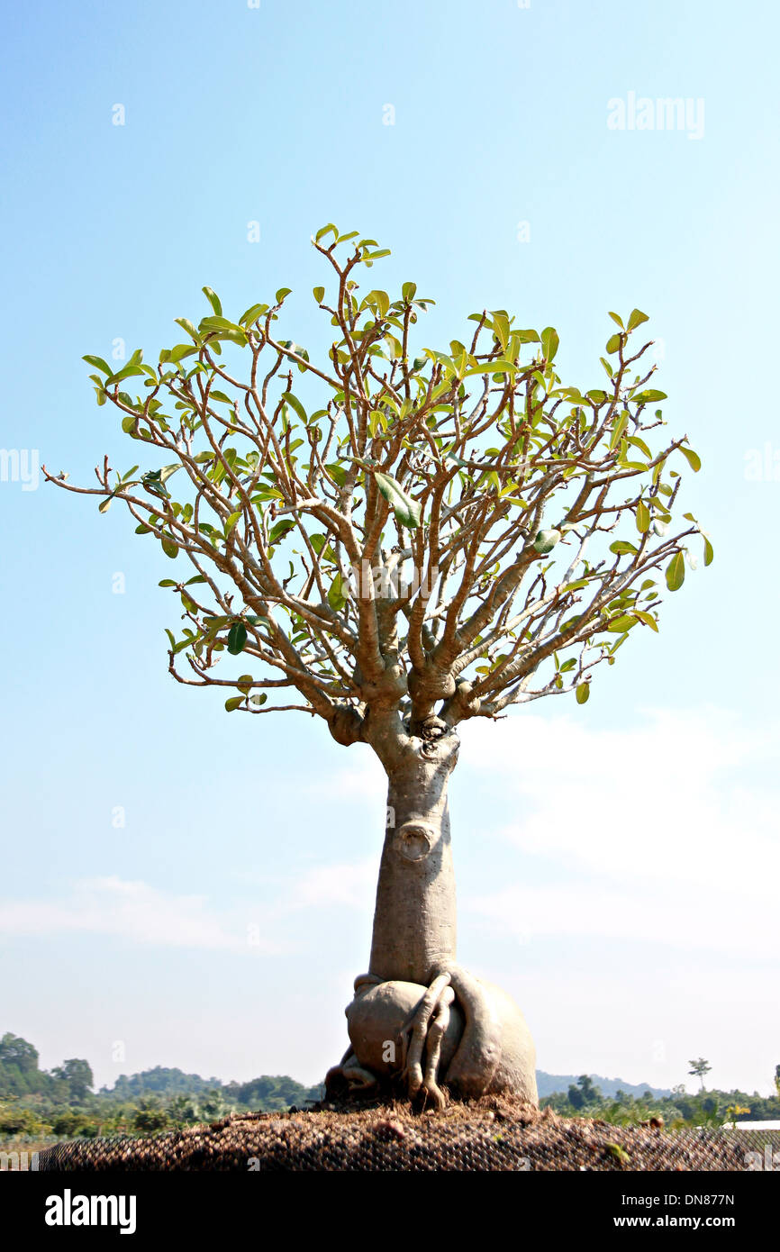 Bonsai tree in garden sur ciel bleu. Banque D'Images