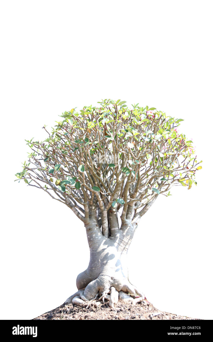 Bonsai en jardin sur fond blanc. Banque D'Images