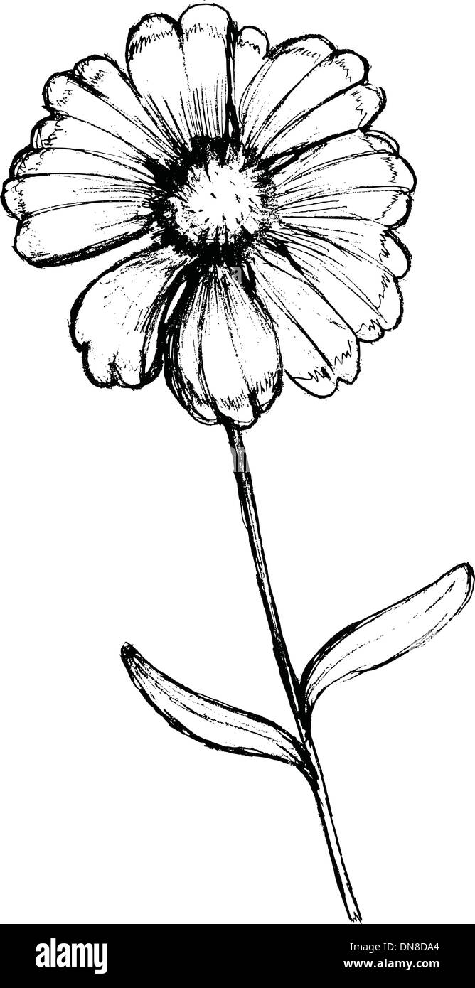 fleur de champ Illustration de Vecteur