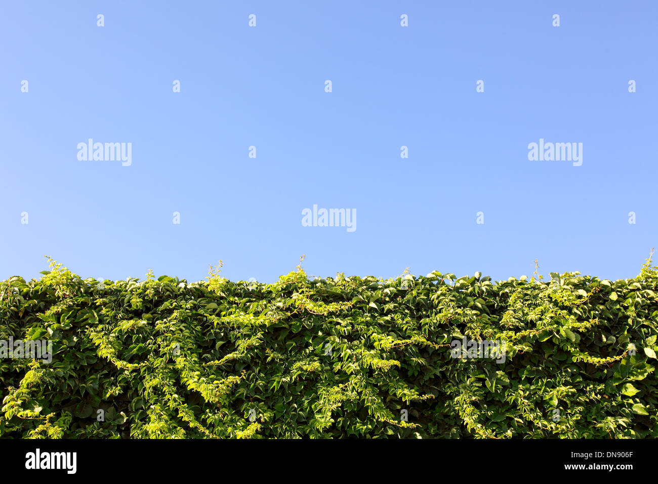 Ciel bleu au-dessus de la barrière des buissons Banque D'Images