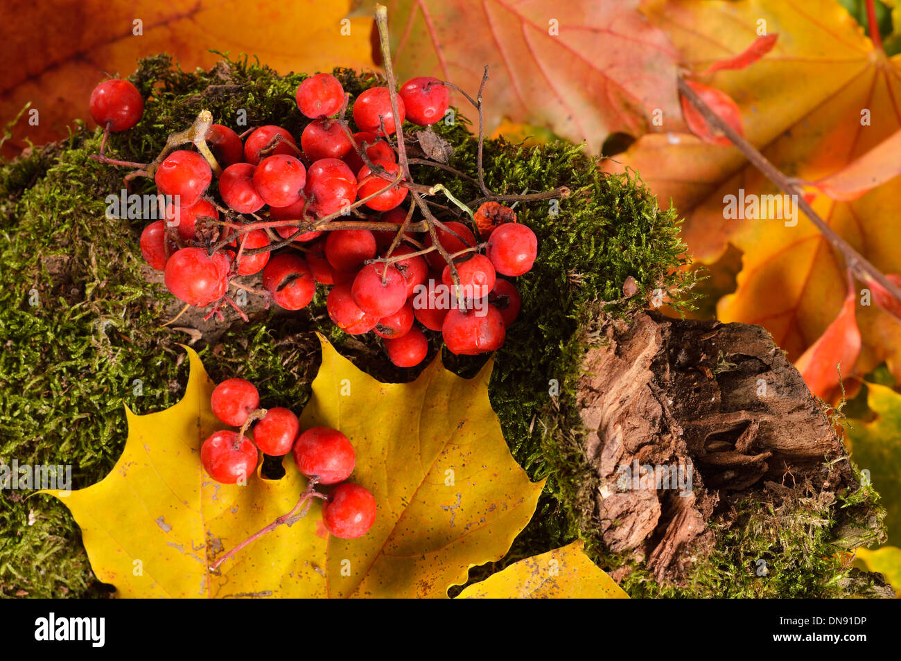 Couleurs d'automne, les feuilles d'automne lumineux et Rowan-Berry . Banque D'Images