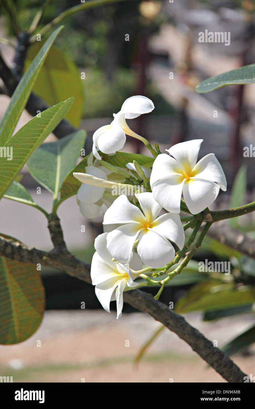 Plumeria ou frangipanier blanc sur une branche d'arbre. Banque D'Images