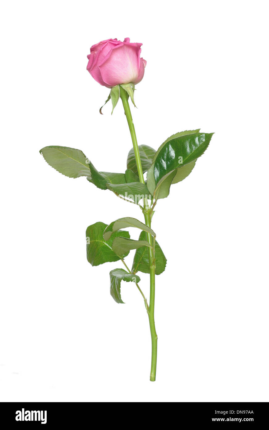 Rose rose sur fond blanc Banque D'Images