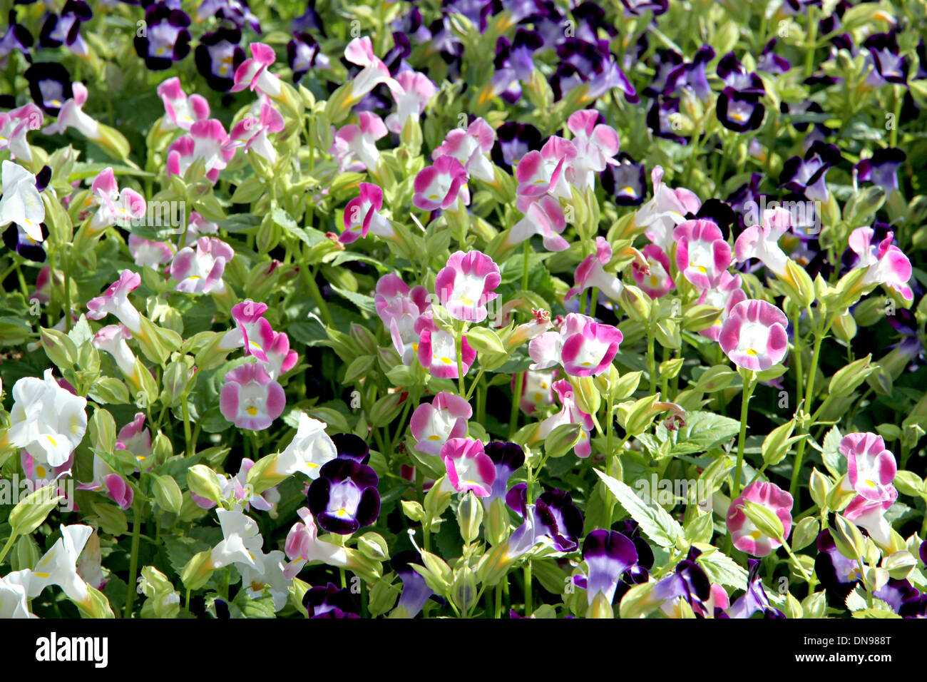 De couleur rose et violet ou rose Baume de jardin Sapin baumier dans le jardin. Banque D'Images